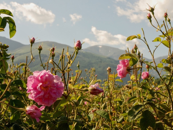 Rosenfeld in Bulgarien